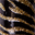 NA125 Golden Zebra
