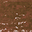 RAL110 Chocolate