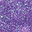 SP206 Iris Indigo
